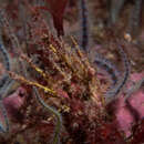 Image of sea hedgehog hydroid