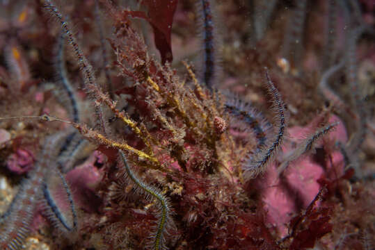 Image of sea hedgehog hydroid