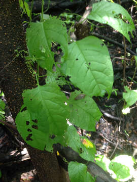 Image of American buckwheat vine