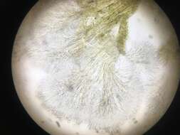 Image of Trichoderma flavipes (Peck) Seifert, Jaklitsch & Voglmayr 2014