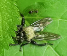 Image of Laphria divisor (Banks 1917)