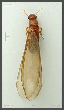 Image of Termite