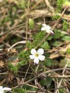 صورة Hemiphragma heterophyllum Wall.