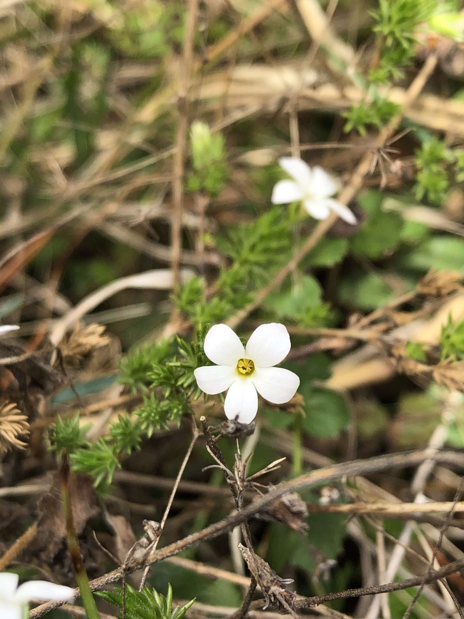 صورة Hemiphragma heterophyllum Wall.