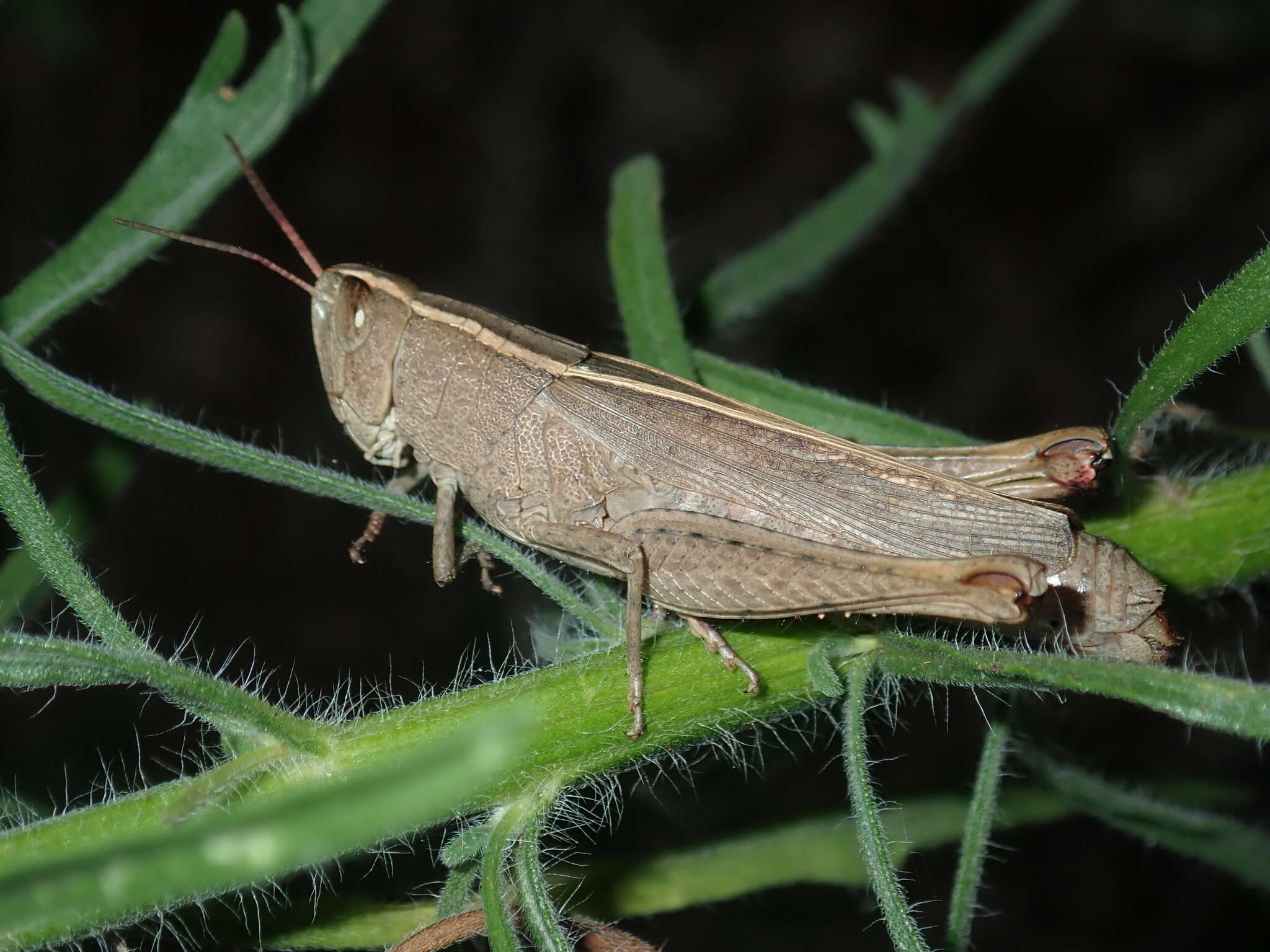 Apotropis tricarinata (Stål 1878) resmi