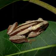 Image of De Witte's spiny reed frog