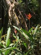 Image of parakeetflower