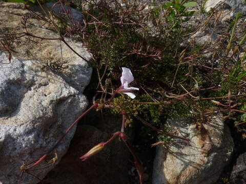 Image of Pelargonium longicaule Jacq.