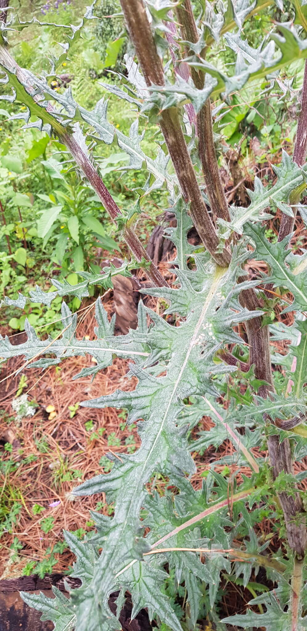 Image of <i>Cirsium oaxacanum</i>