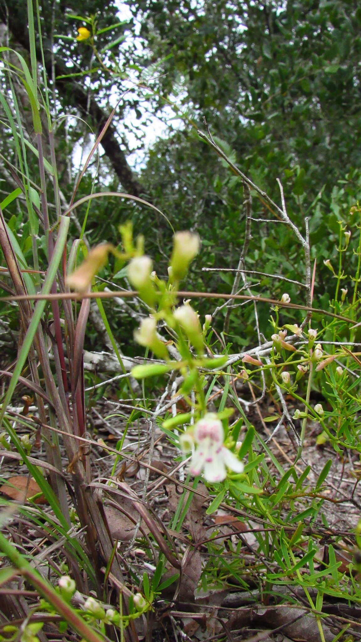 Imagem de Dicerandra frutescens Shinners