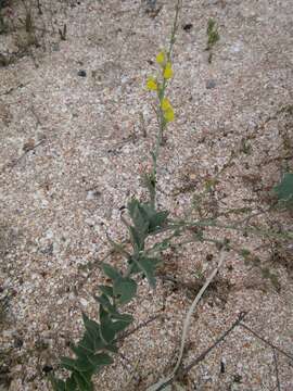 Image of Linaria sabulosa Czern. ex Klokov