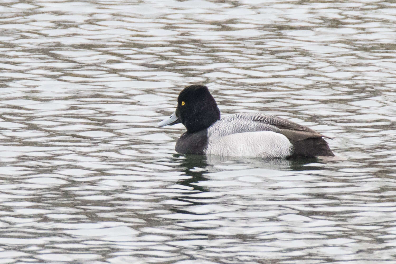 Image of Lesser Scaup