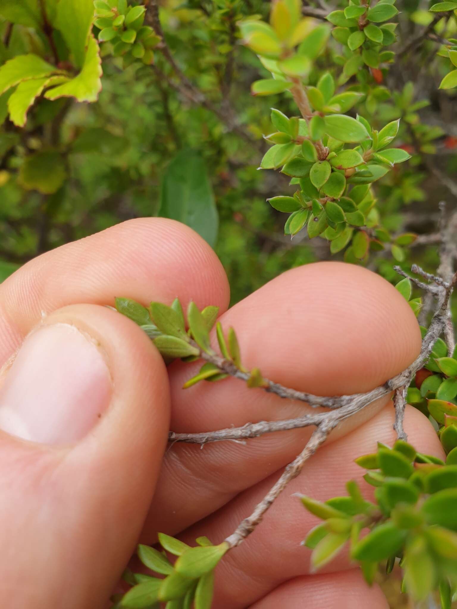 Image of Epacris pauciflora var. sinclairii (Hook. fil.) Cheesem.