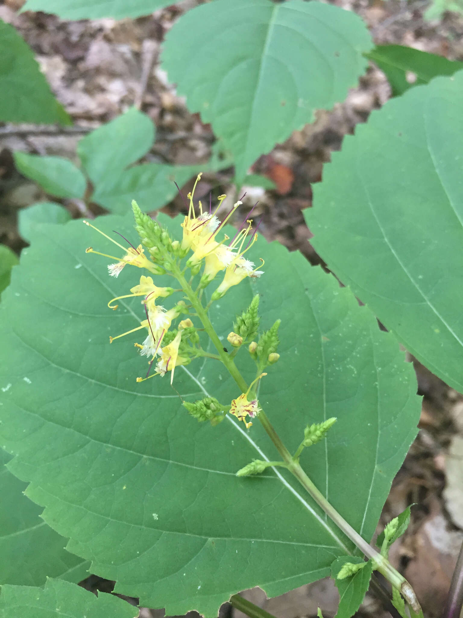 Слика од Collinsonia canadensis L.