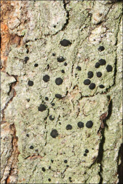 Image of megalaria lichen