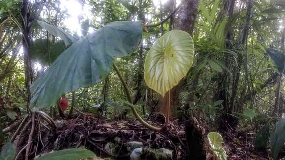 Image of lilypad begonia