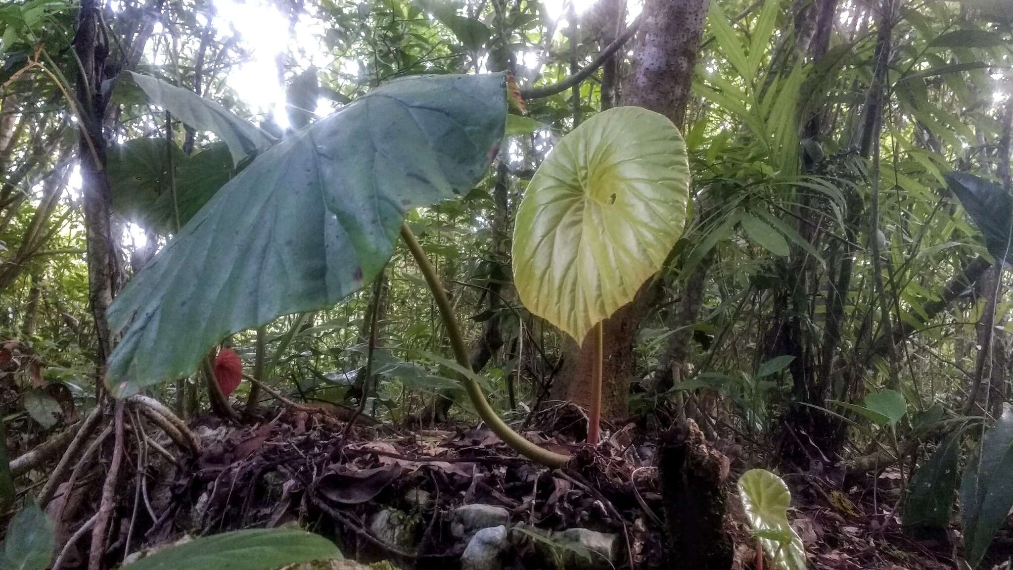 Image de Begonia nelumbiifolia Schltdl. & Cham.