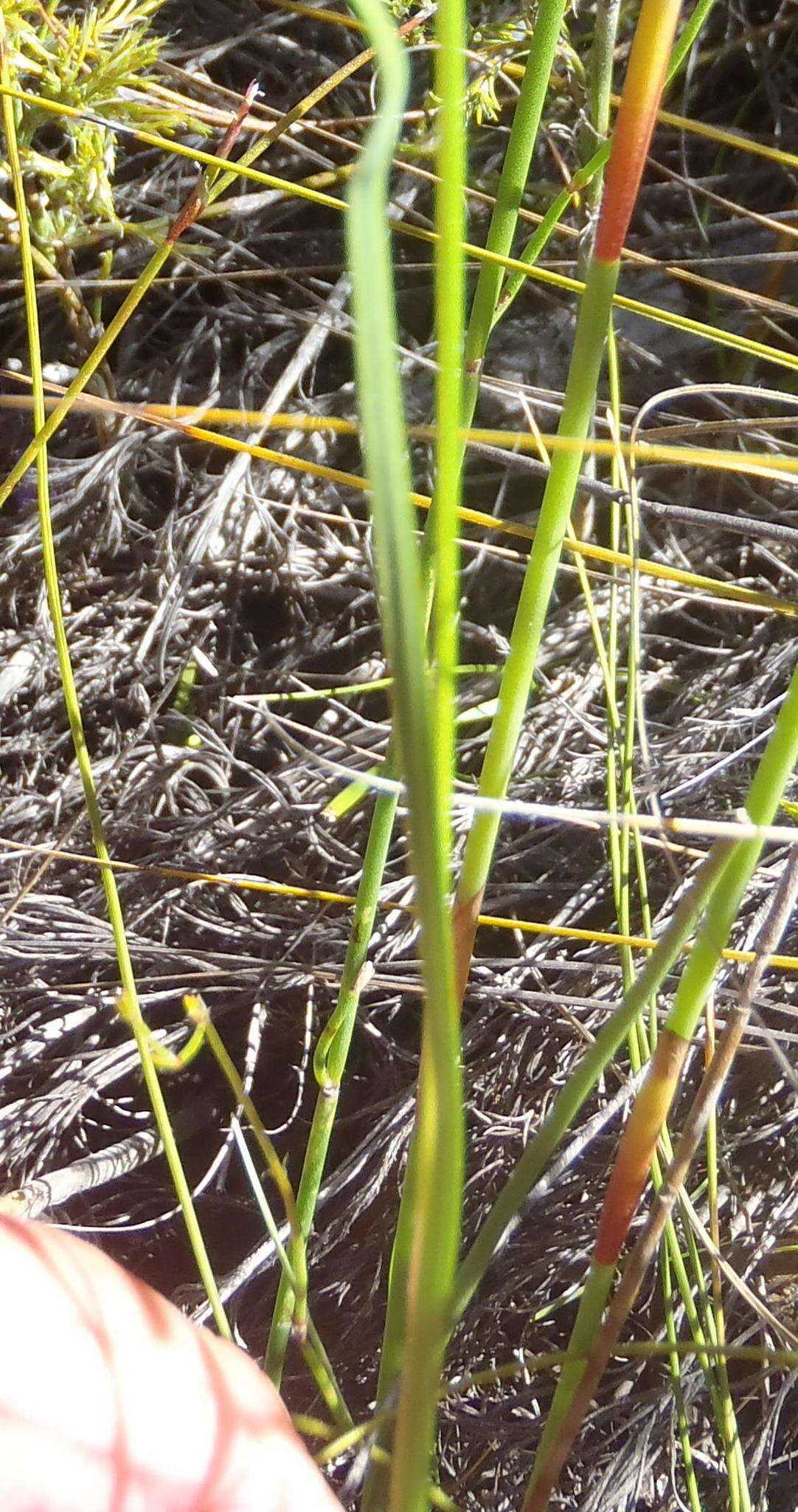 Image of Ixia confusa (G. J. Lewis) Goldblatt & J. C. Manning