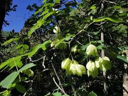 Image of Staphylea pringlei S. Wats.