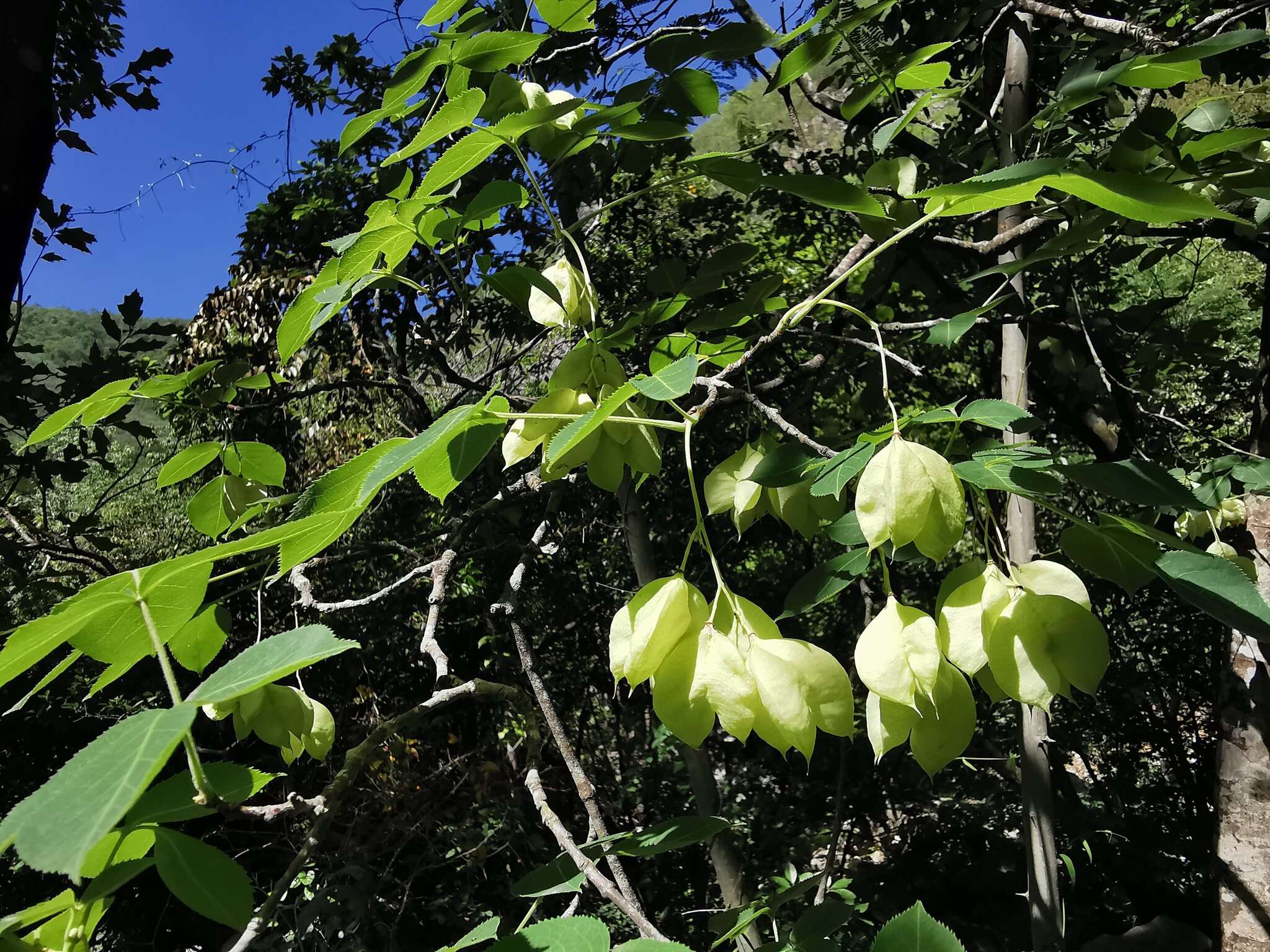 Image of Staphylea pringlei S. Wats.