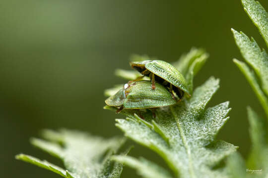 Image of Cassida (Cassida) stigmatica Suffrian 1844