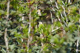 Image of Lemon-yellow tree frog