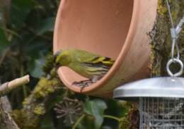 Image of Eurasian Siskin