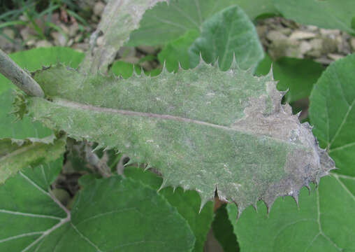 Image of Golovinomyces sonchicola U. Braun & R. T. A. Cook 2009