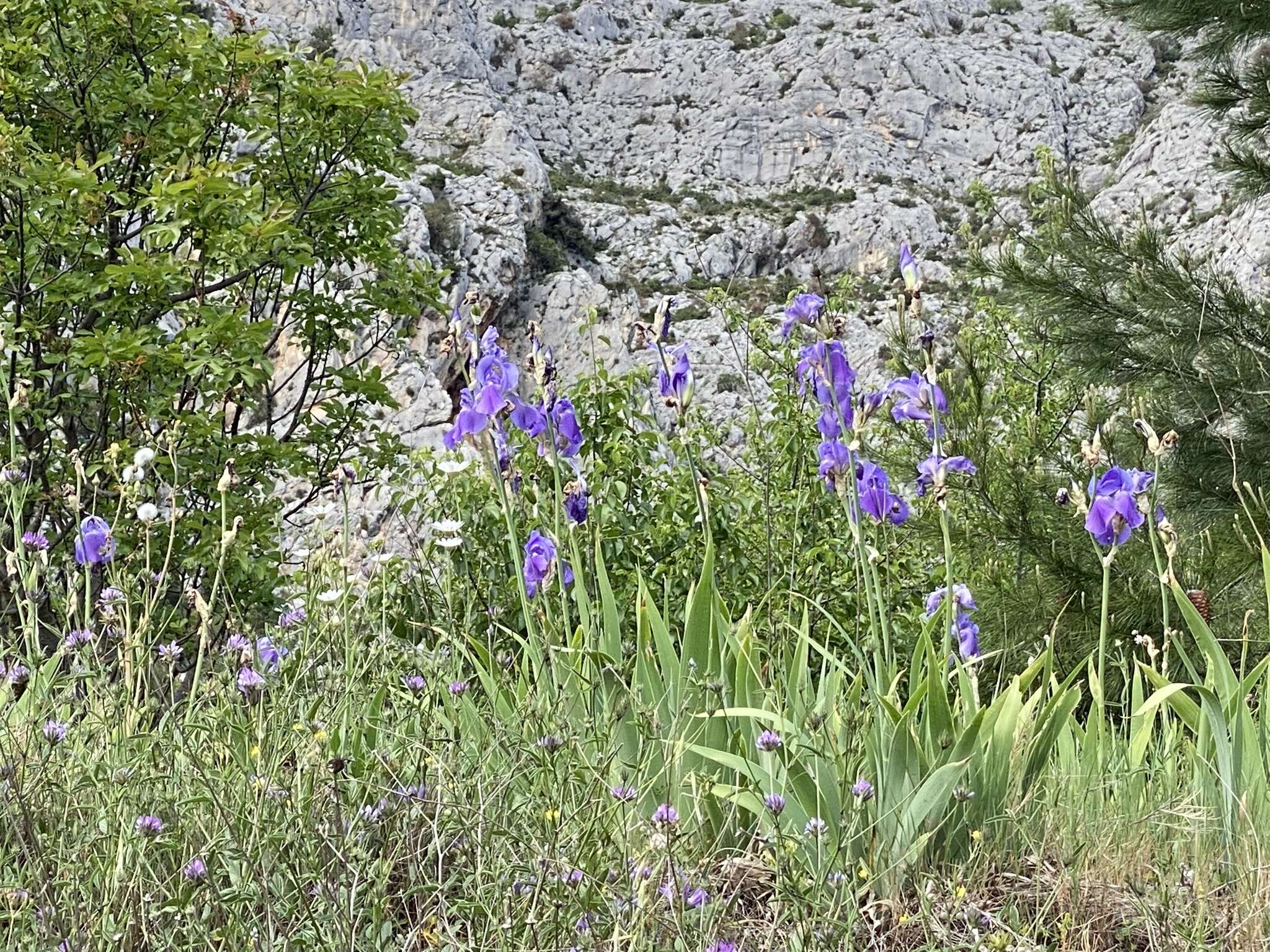 Imagem de Iris pallida subsp. illyrica (Tomm. ex Vis.) K. Richt.