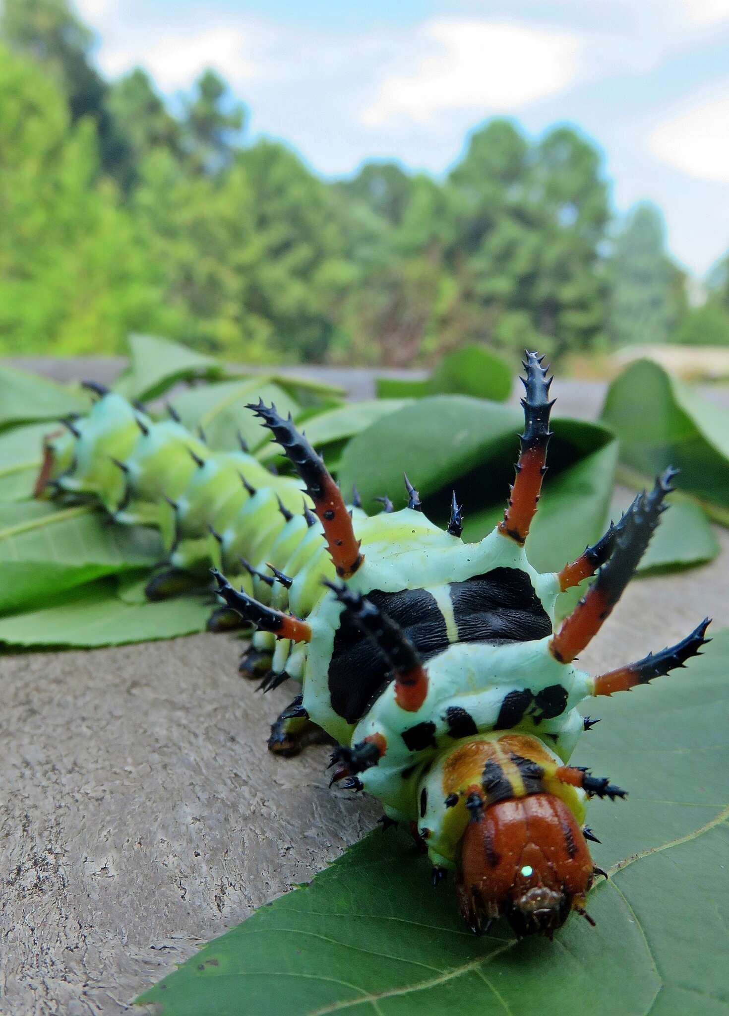 Image of Regal Moth