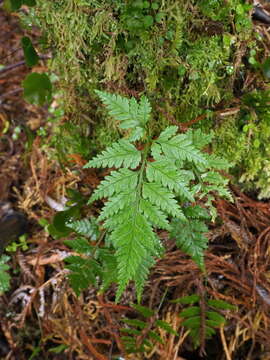 Image of iron fern