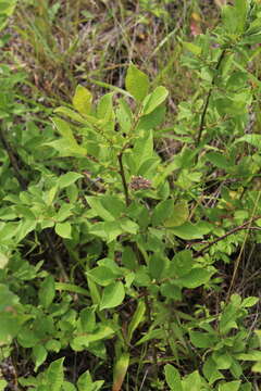 Image of eared willow