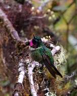 Image of Amethyst-throated Sunangel