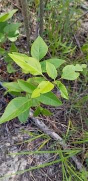 Image of Fernald's ticktrefoil