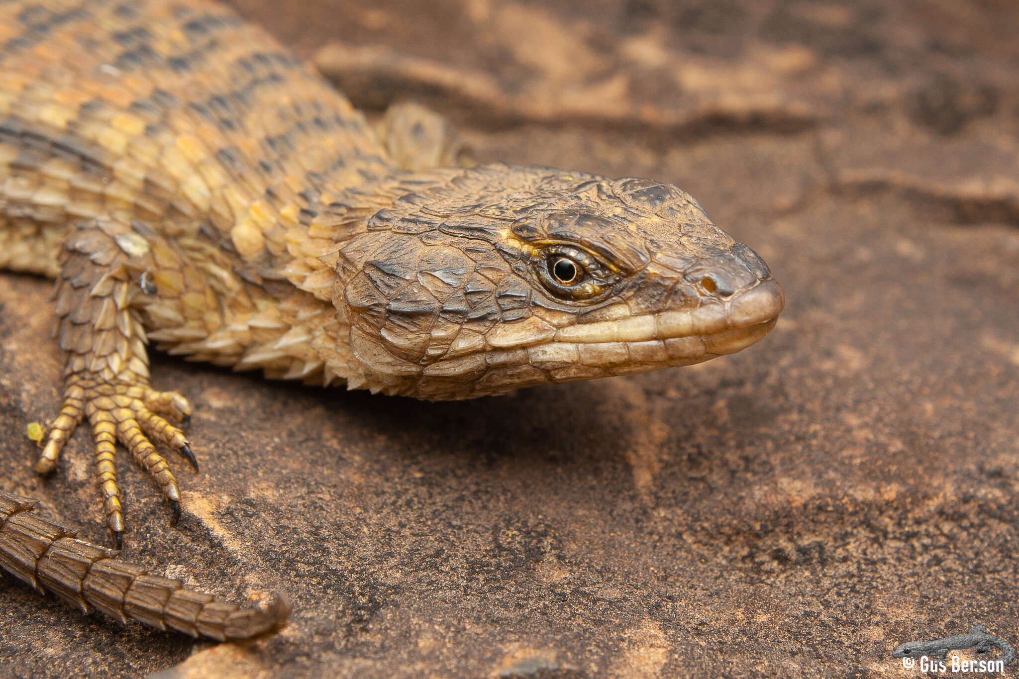 Image of Transvaal girdled lizard