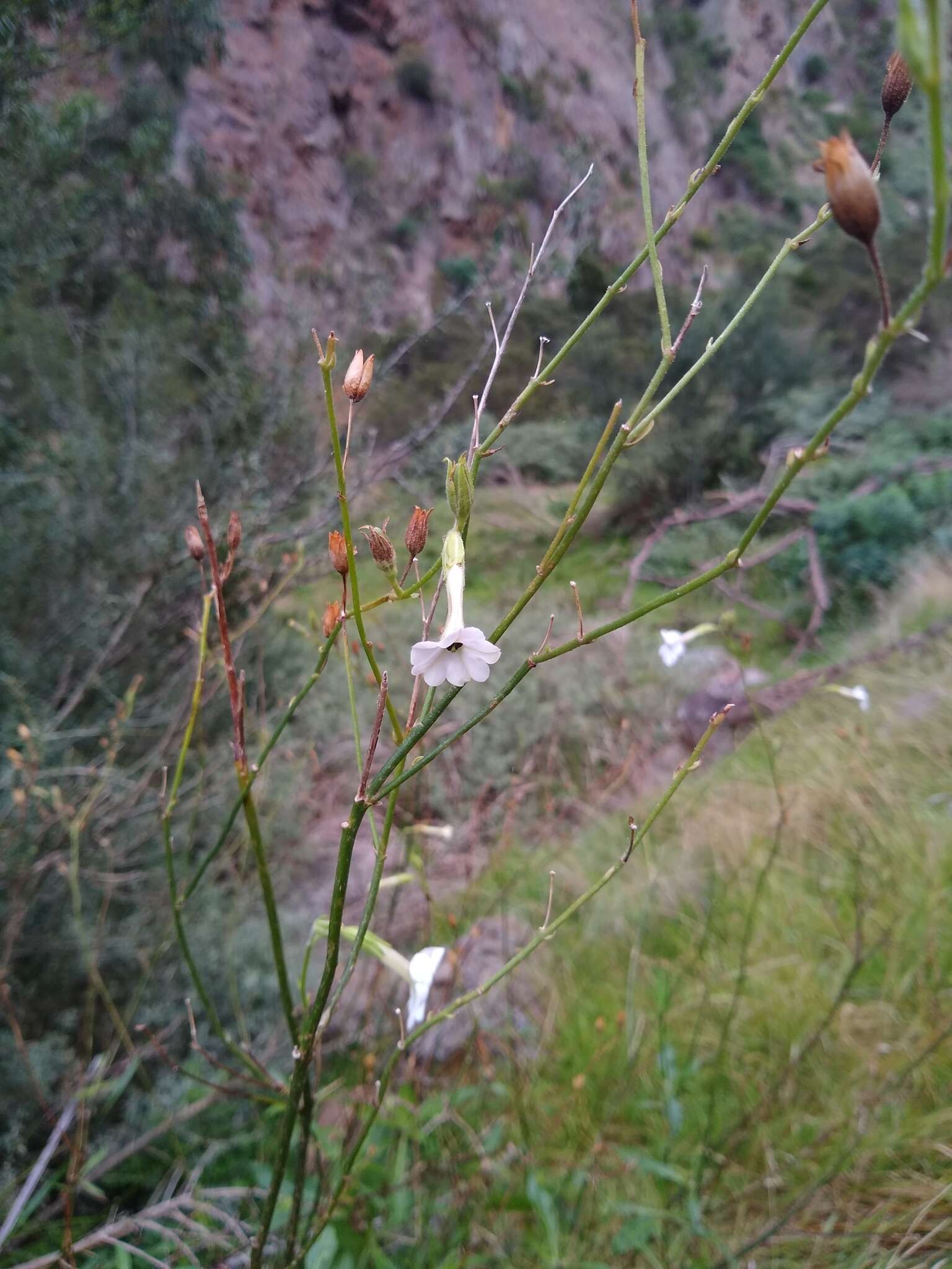 صورة Nicotiana suaveolens Lehm.