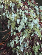 Image of Hymenophyllum pallidum (Bl.) Ebihara & K. Iwats.