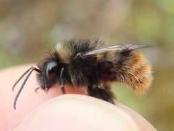 Image of Bombus ruderarius (Müller 1776)