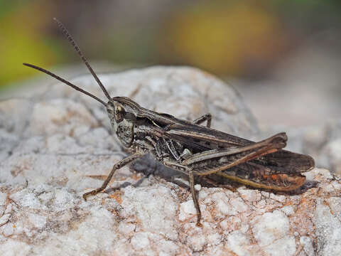 Chorthippus (Glyptobothrus) biguttulus (Linnaeus 1758) resmi