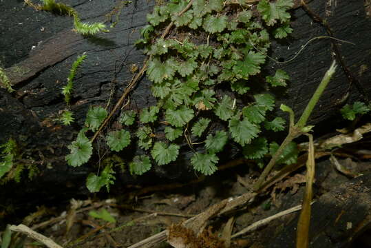 Image of Crepidomanes saxifragoides (C. Presl) P. S. Green