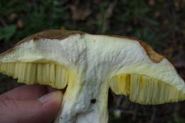 Image of Iodine bolete