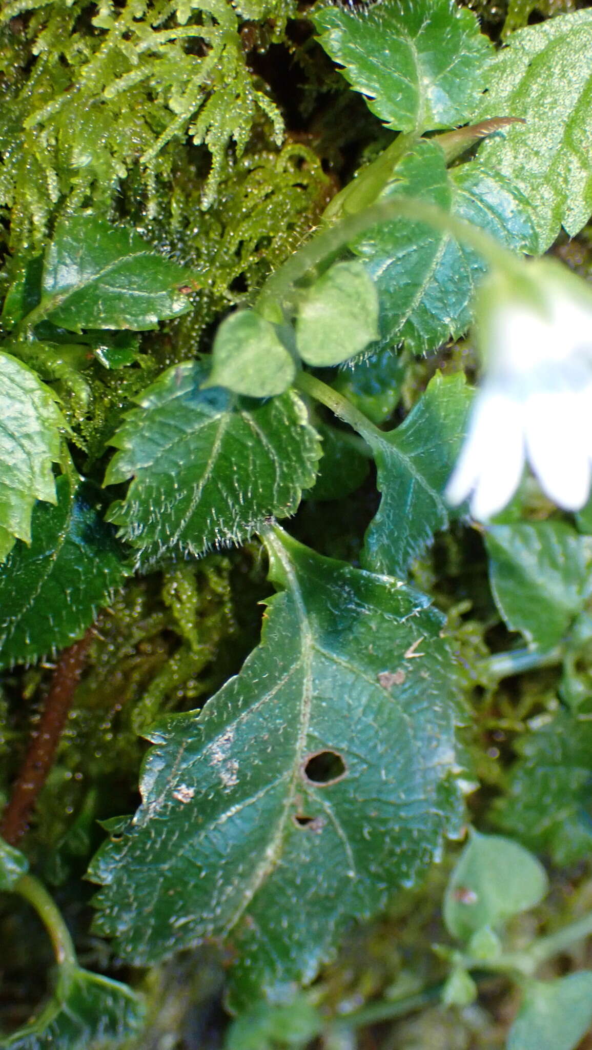 Слика од Nubelaria arisanensis