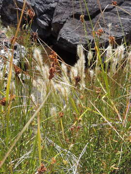 Image de Polypogon tenuis Brongn.