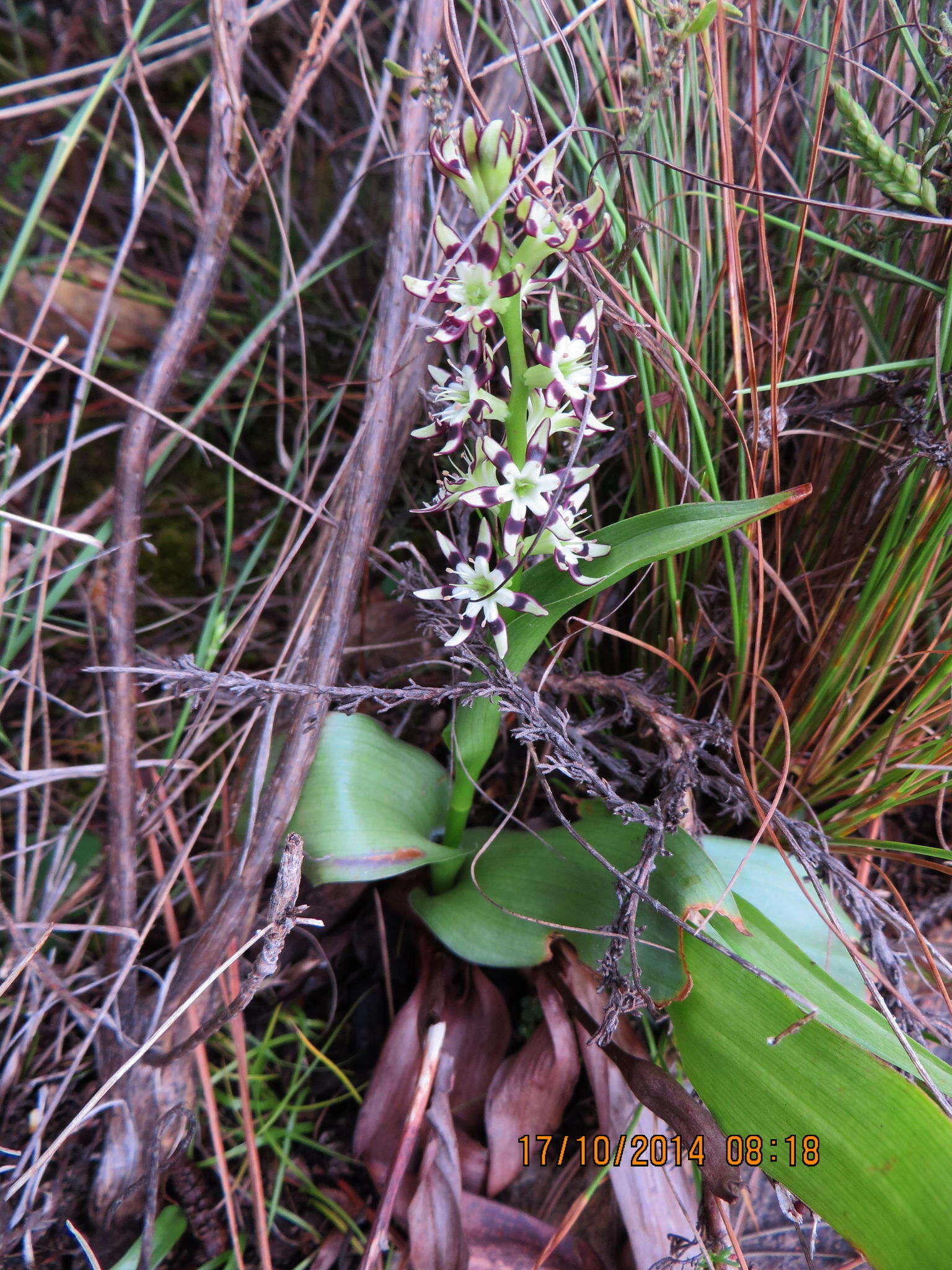 Image of Wurmbea variabilis B. Nord.