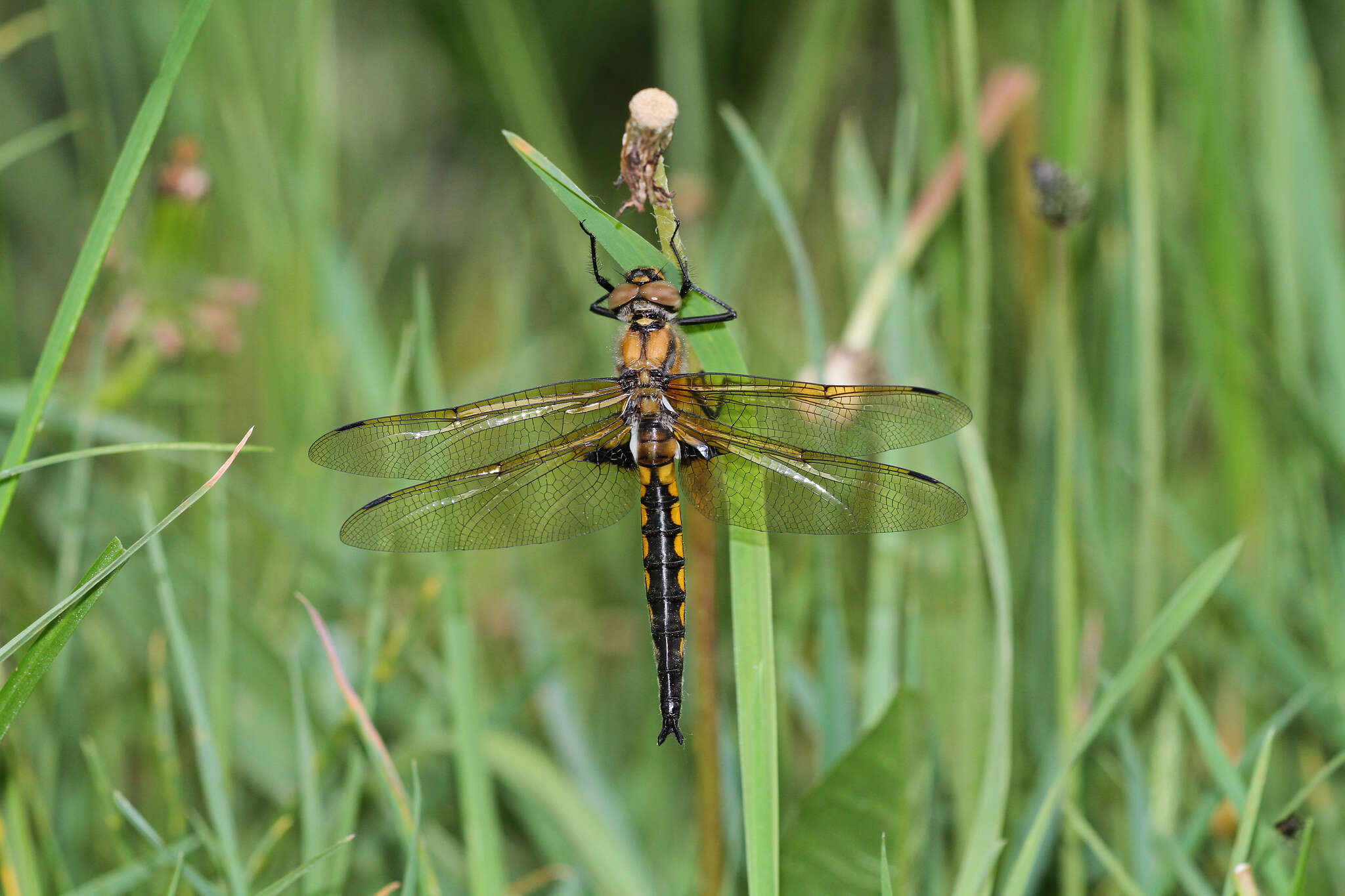 Image of eurasian baskettail