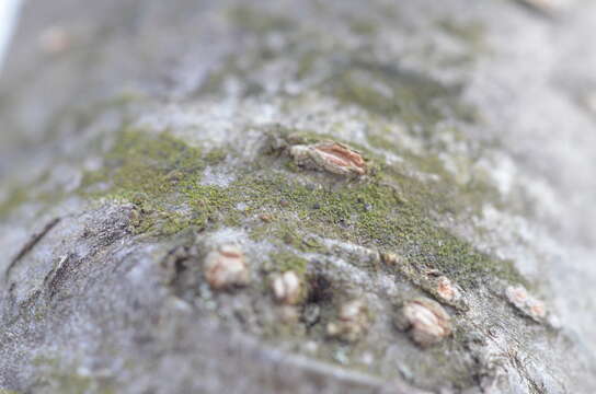 Image of scoliciosporum lichen