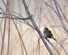 Image of Rufous-breasted Accentor