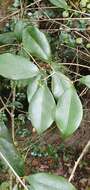 Image of Olea capensis subsp. macrocarpa (C. H. Wright) I. Verd.