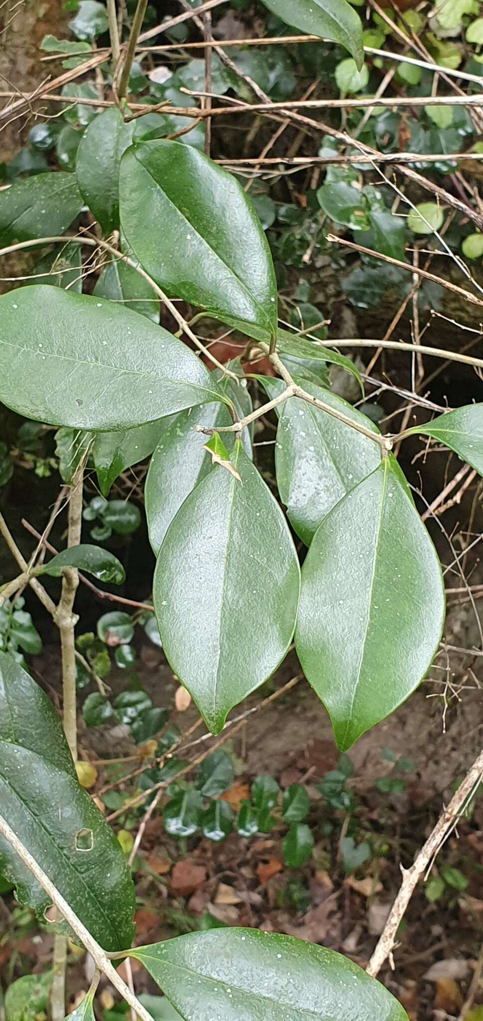 Image of Olea capensis subsp. macrocarpa (C. H. Wright) I. Verd.