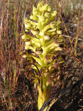 Plancia ëd Corycium microglossum Lindl.